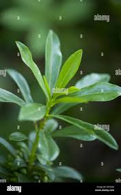 Attēlu rezultāti vaicājumam “Daphne mezereum leaf”