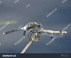 Attēlu rezultāti vaicājumam “Leucorrhinia albifrons female”