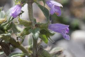 Attēlu rezultāti vaicājumam “Acinos arvensis flower”