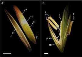 Attēlu rezultāti vaicājumam “Elymus caninus fruit”