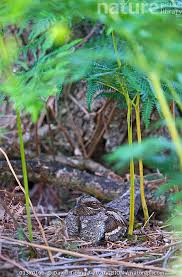 Attēlu rezultāti vaicājumam “Caprimulgus europaeus eggs”