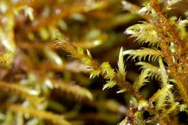 Attēlu rezultāti vaicājumam “Cratoneuron filicinum”