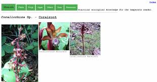 Attēlu rezultāti vaicājumam “Corallorhiza trifida fruit”