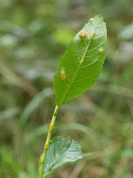 Attēlu rezultāti vaicājumam “Puccinia agrostidis”
