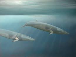 Image result for Balaenoptera bonaerensis