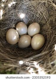 Attēlu rezultāti vaicājumam “Erithacus rubecula nest”