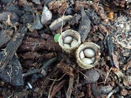 Attēlu rezultāti vaicājumam “Crucibulum laeve”