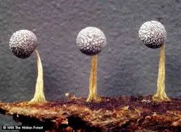 Attēlu rezultāti vaicājumam “Physarum obscurum spores”