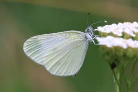 Attēlu rezultāti vaicājumam “Leptidea sinapis underside”