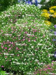 Attēlu rezultāti vaicājumam “Gypsophila muralis”