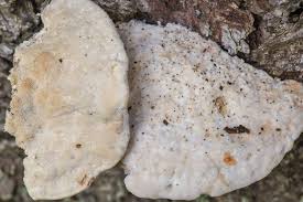 Attēlu rezultāti vaicājumam “Postia fragilis”