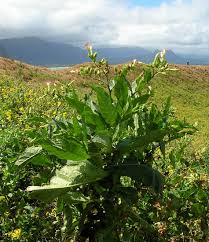 Attēlu rezultāti vaicājumam “Nicotiana tabacum fruit”