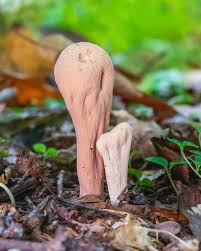 Attēlu rezultāti vaicājumam “Clavariadelphus pistillaris”