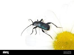 Attēlu rezultāti vaicājumam “Siphoptychium violaceum macro”