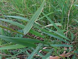 Attēlu rezultāti vaicājumam “Phalaroides arundinacea fruit”