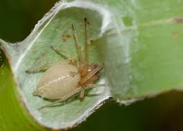 Attēlu rezultāti vaicājumam “Miturgidae”