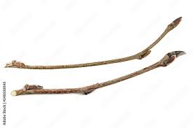 Attēlu rezultāti vaicājumam “Sorbus aucuparia bud”