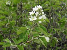 Attēlu rezultāti vaicājumam “Amelanchier spicata flower”