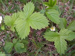 Image result for Fragaria vesca