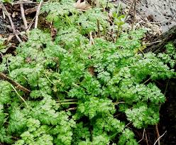 Attēlu rezultāti vaicājumam “Anthriscus sylvestris leaf”