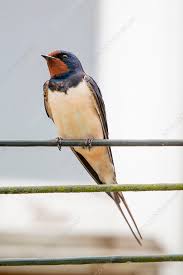 Attēlu rezultāti vaicājumam “Hirundo rustica”