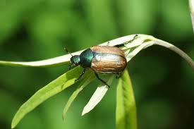 Attēlu rezultāti vaicājumam “Anomala dubia”