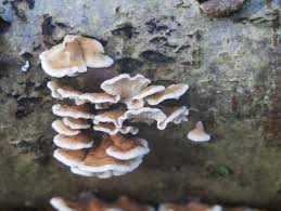 Attēlu rezultāti vaicājumam “Plicaturopsis crispa”