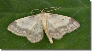 Attēlu rezultāti vaicājumam “Idaea biselata”