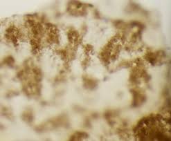 Attēlu rezultāti vaicājumam “Lamproderma puncticulatum”