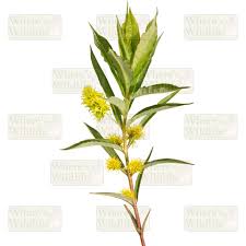 Attēlu rezultāti vaicājumam “Lysimachia thyrsiflora”