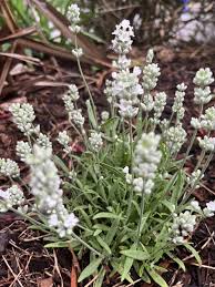 Attēlu rezultāti vaicājumam “Lavandula angustifolia leaf”