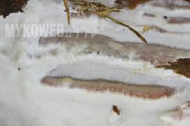 Attēlu rezultāti vaicājumam “Skeletocutis stellae”