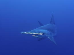 Image result for Sphyrna