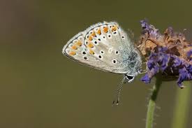 Attēlu rezultāti vaicājumam “Aricia artaxerxes”