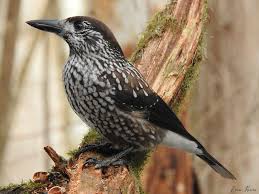 Attēlu rezultāti vaicājumam “Nucifraga caryocatactes”