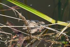 Attēlu rezultāti vaicājumam “Erythromma najas”