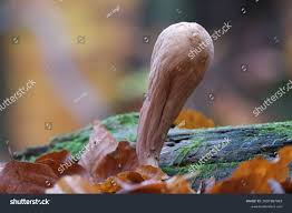 Attēlu rezultāti vaicājumam “Clavariadelphus pistillaris”