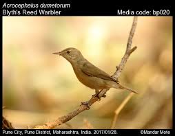 Attēlu rezultāti vaicājumam “Acrocephalus dumetorum”