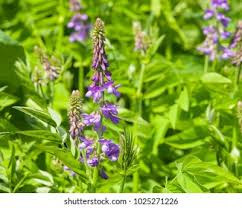 Attēlu rezultāti vaicājumam “Galega orientalis bud”