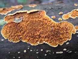 Attēlu rezultāti vaicājumam “Pseudomerulius aureus”