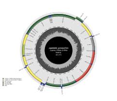 Image result for Rhomboplites aurorubens