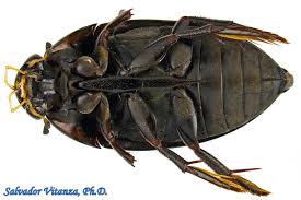 Attēlu rezultāti vaicājumam “Hydrophilidae”