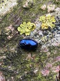 Attēlu rezultāti vaicājumam “Agelastica alni”