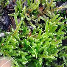 Attēlu rezultāti vaicājumam “Calliergonella lindbergii”