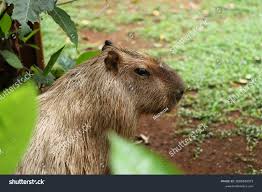 Attēlu rezultāti vaicājumam “Hydrochoerus hydrochaeris”