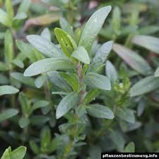 Image result for Ysop