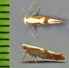 Attēlu rezultāti vaicājumam “Argyresthia pruniella”