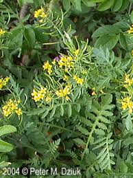 Attēlu rezultāti vaicājumam “Rorippa sylvestris leaf”