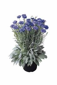 Image result for Centaurea cyanus