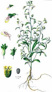 Attēlu rezultāti vaicājumam “Microrrhinum minus leaf”